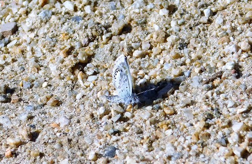 iNaturalist observation photo of Western Pygmy-Blue