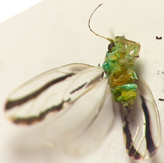 Aphalaridae
