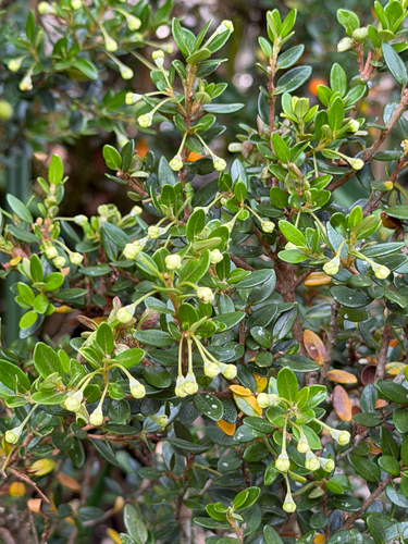Myrceugenia ovata