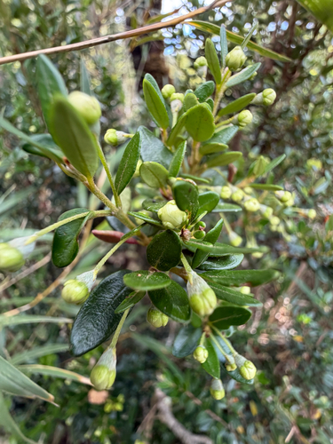Myrceugenia ovata, photograph 2