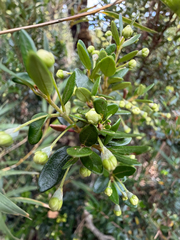 Myrceugenia ovata, photograph (c) Cody Hinchliff, some rights reserved (CC BY)