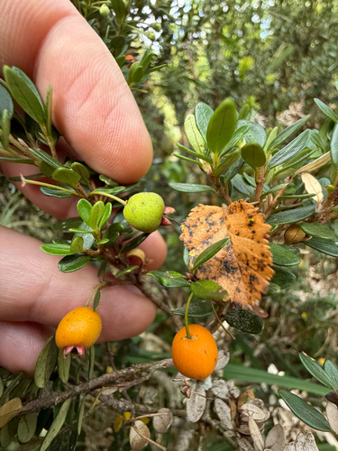 Myrceugenia ovata, photograph 4