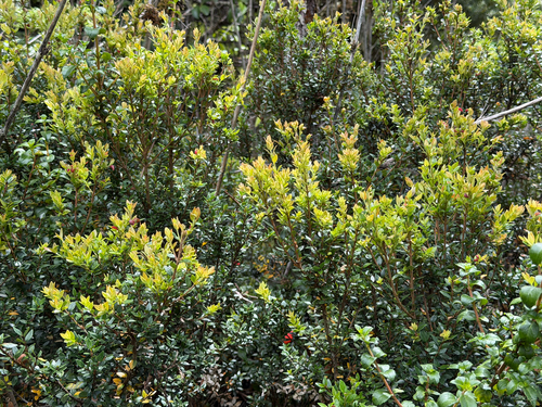 Myrceugenia ovata, photograph 3