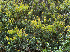 Myrceugenia ovata, photograph (c) Cody Hinchliff, some rights reserved (CC BY)