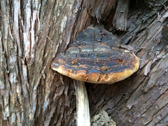 Pyrofomes juniperinus