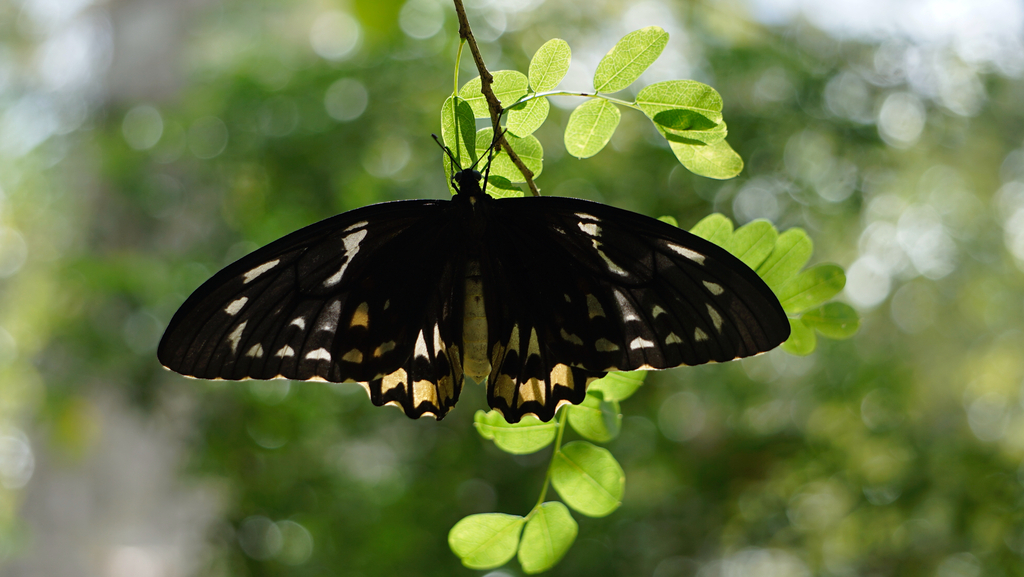 Wallace's Golden Birdwing (Ornithoptera croesus)