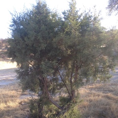 Juniperus deppeana