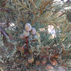 Juniperus deppeana