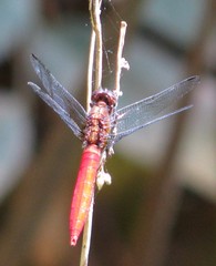 Orthetrum chrysis