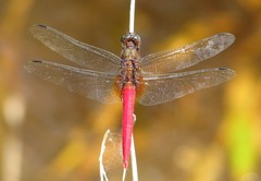 Orthetrum chrysis