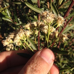 Baccharis salicifolia