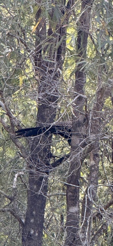 Pheasant Coucal (Centropus phasianinus), photo 6