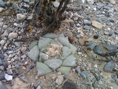 Ariocarpus retusus retusus