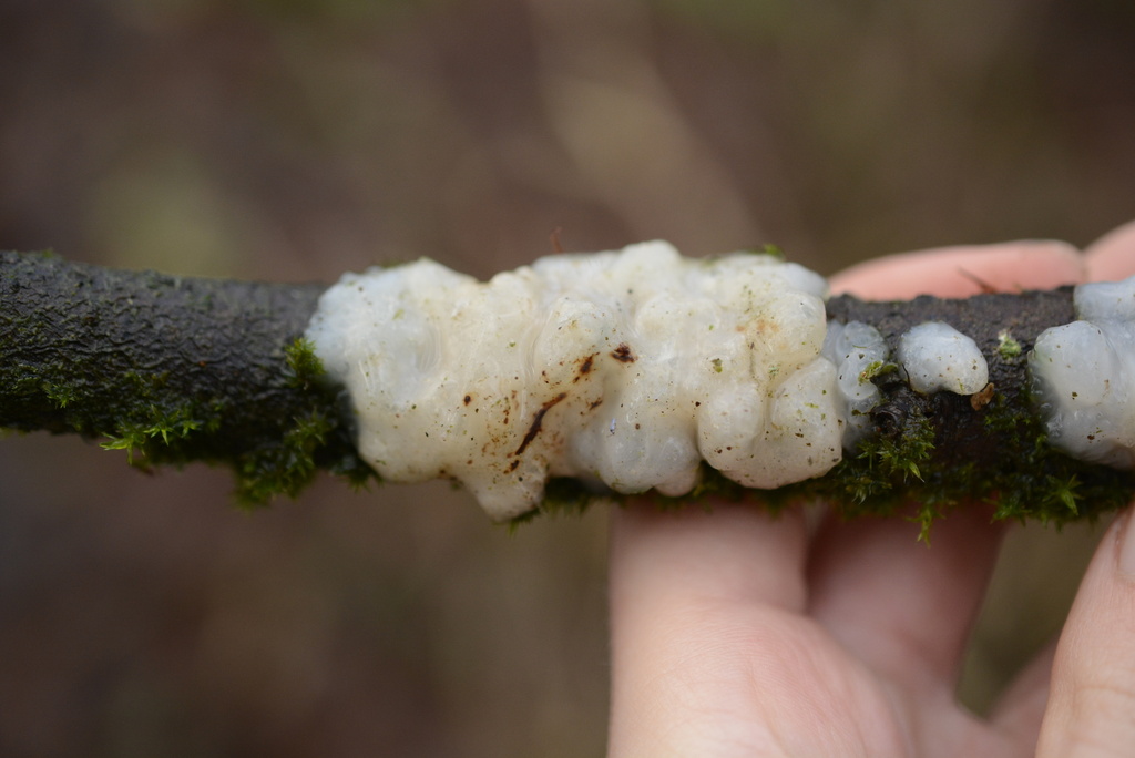 Exidia thuretiana · January 2026 · photo: © cryptomarasmius (iNaturalist, cc-by)