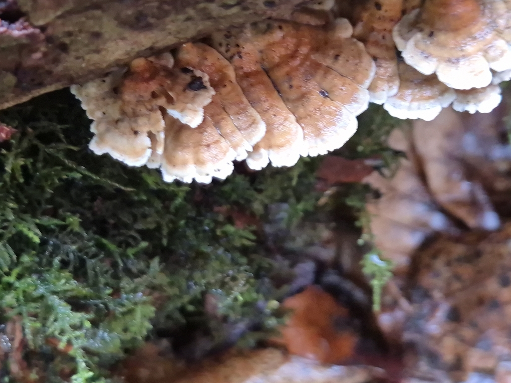Plicatura crispa · February 2026 · photo: © mattnewnham (iNaturalist, cc0)