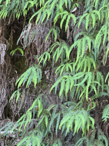 Sticherus squamulosus