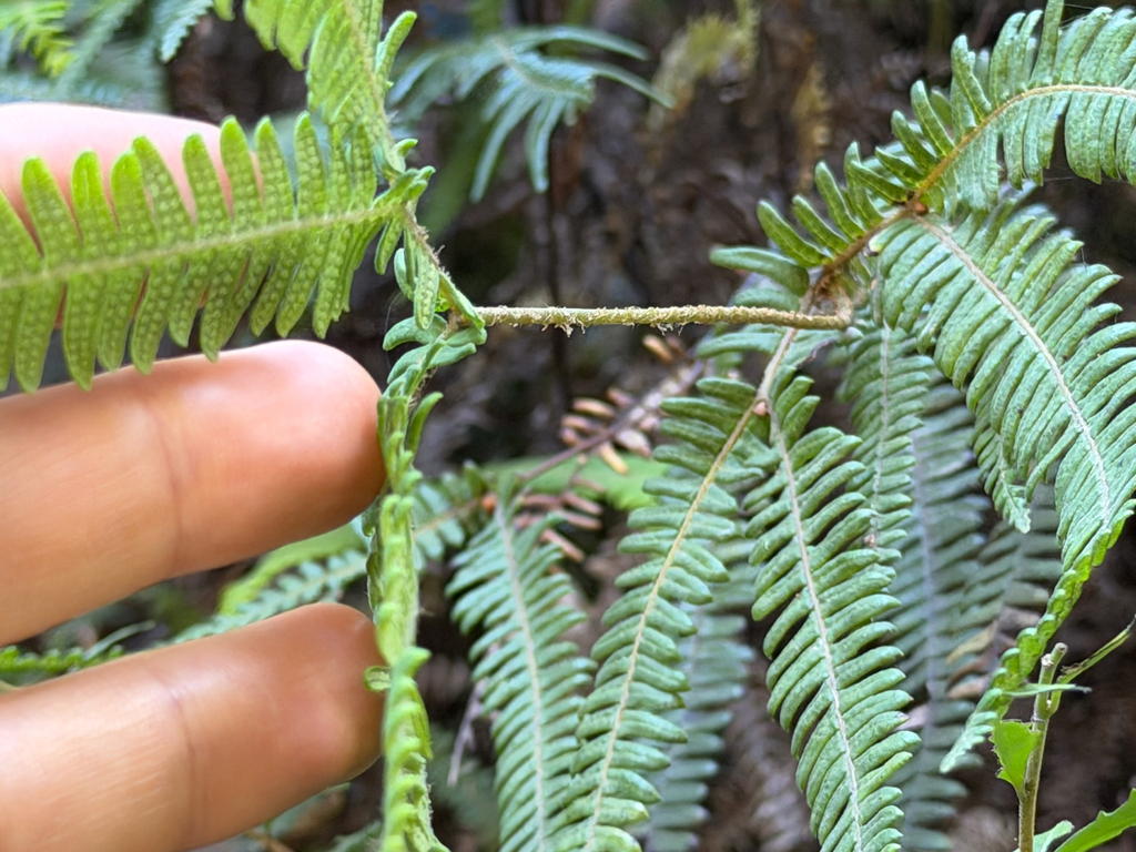 Sticherus squamulosus; photograph (c) Cody Hinchliff, some rights reserved (CC BY)