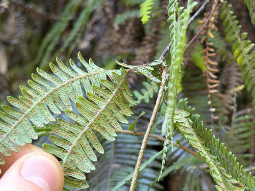 Sticherus squamulosus, photograph 2