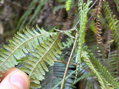 (c) Cody Hinchliff, some rights reserved (CC BY) Sticherus squamulosus, photograph (c) Cody Hinchliff, some rights reserved (CC BY)