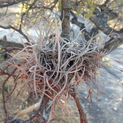 Tillandsia recurvata