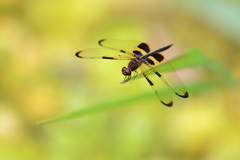 Rhyothemis phyllis apicalis