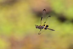 Rhyothemis phyllis apicalis