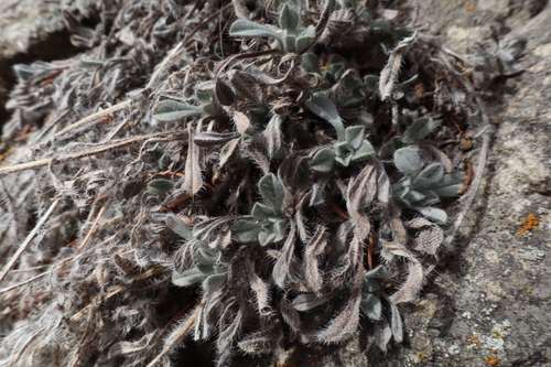 Waterton Lakes Cryptantha (Oreocarya sobolifera)