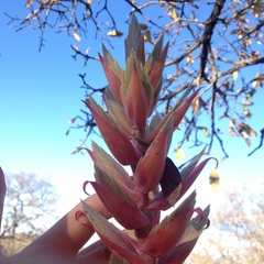 Tillandsia bourgaei
