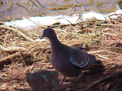 Patagioenas picazuro