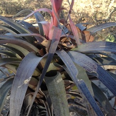 Tillandsia bourgaei