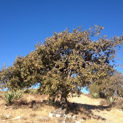 Quercus