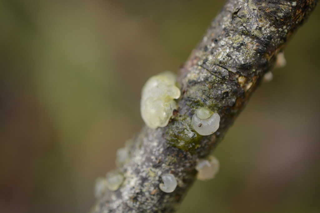Myxarium nucleatum · January 2026 · photo: © cryptomarasmius (iNaturalist, cc-by)