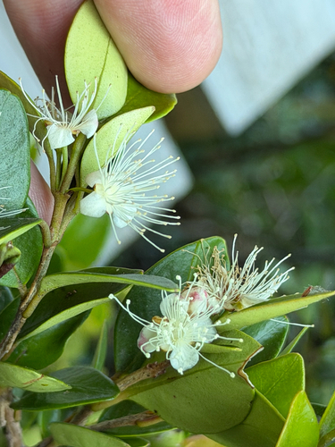 Myrceugenia chrysocarpa, photograph 3