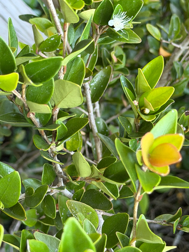 Myrceugenia chrysocarpa, photograph 6