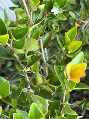 Myrceugenia chrysocarpa, photograph (c) Cody Hinchliff, some rights reserved (CC BY)