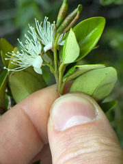 (c) Cody Hinchliff, some rights reserved (CC BY) Myrceugenia chrysocarpa, photograph (c) Cody Hinchliff, some rights reserved (CC BY)