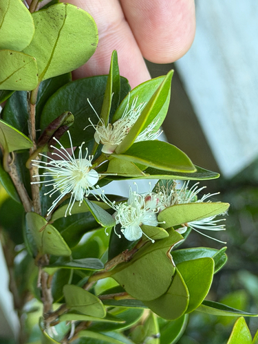 Myrceugenia chrysocarpa, photograph 4