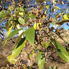 Buddleja cordata