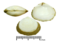 Coecella chinensis
