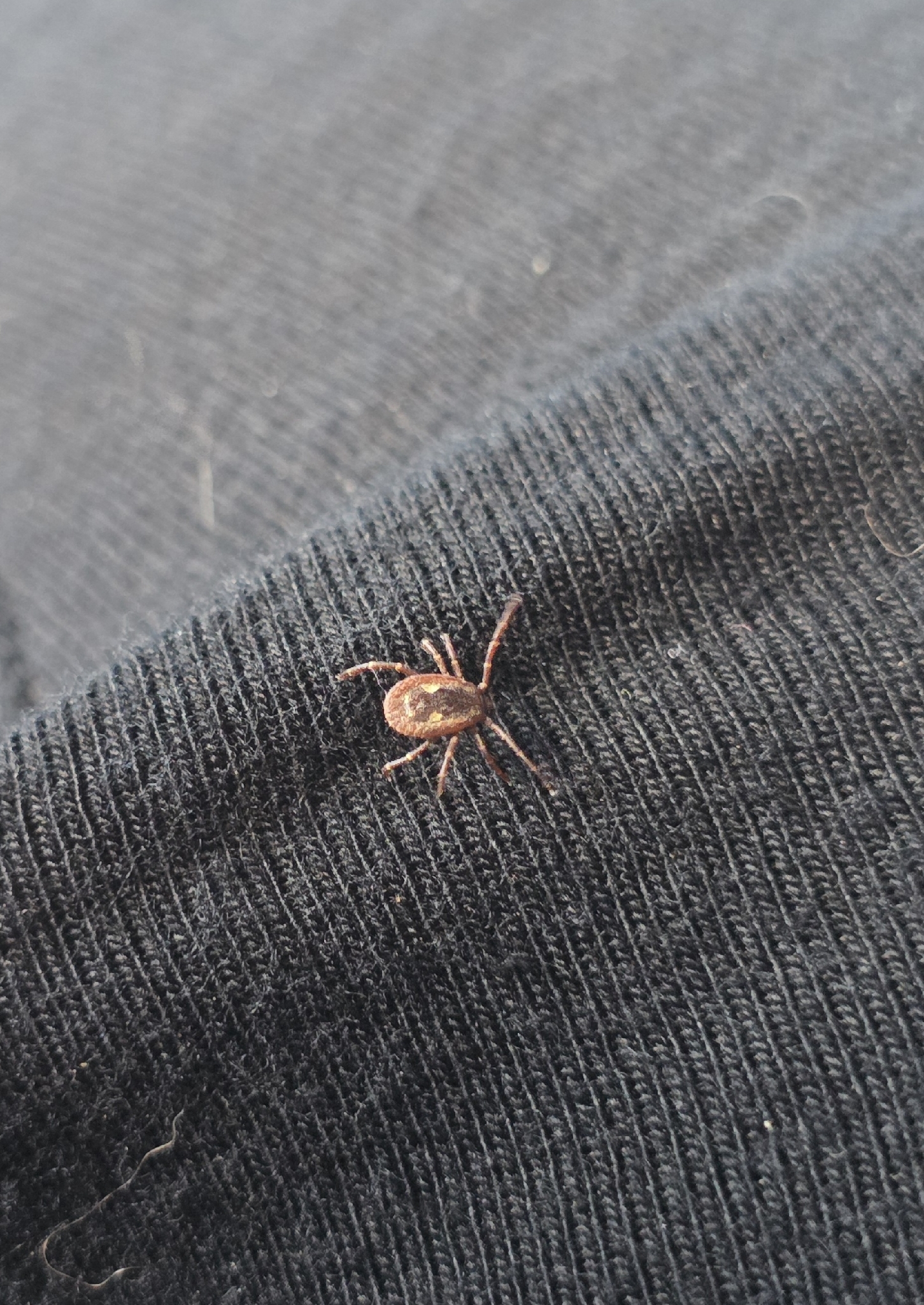 Amblyomma triguttatum Koch, 1844
