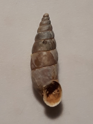 Solatopupa similis