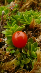 Coprosma perpusilla subantarctica
