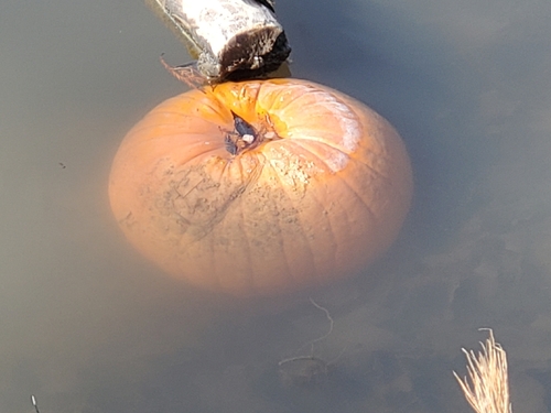 American pumpkin (Cucurbita pepo)