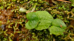 Townsonia deflexa