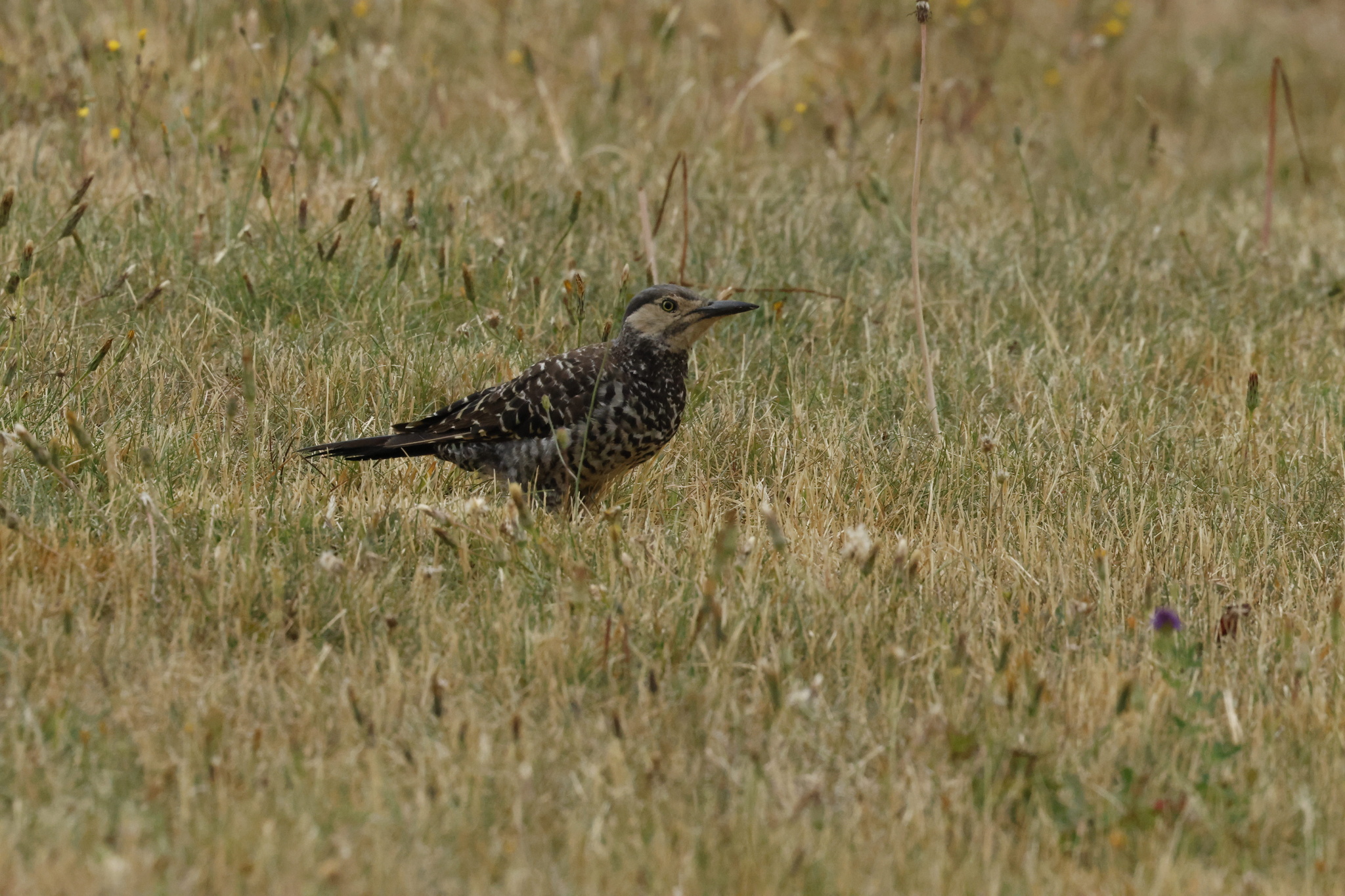 Chilean Flicker (Colaptes pitius), photo 6