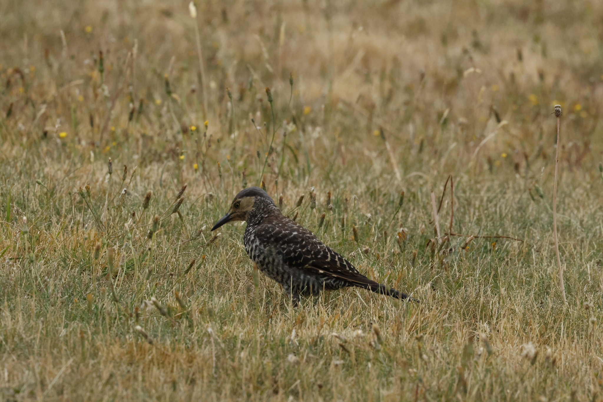 Chilean Flicker (Colaptes pitius), photo 7
