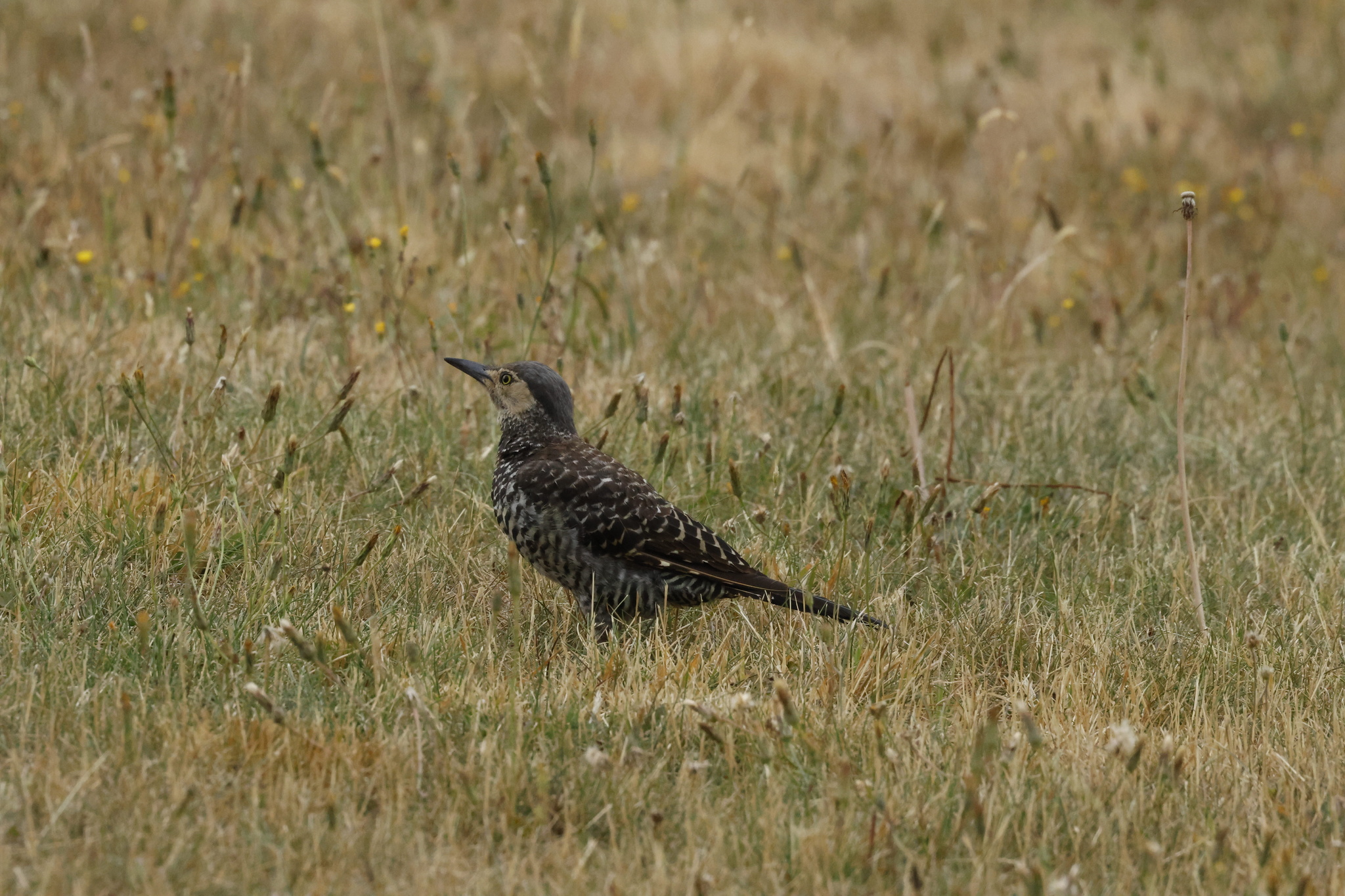 Chilean Flicker (Colaptes pitius), photo 8