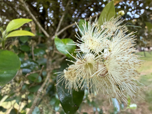 Myrceugenia planipes, photograph 4