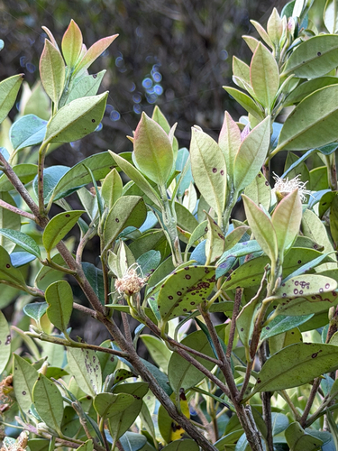 Myrceugenia planipes, photograph 5