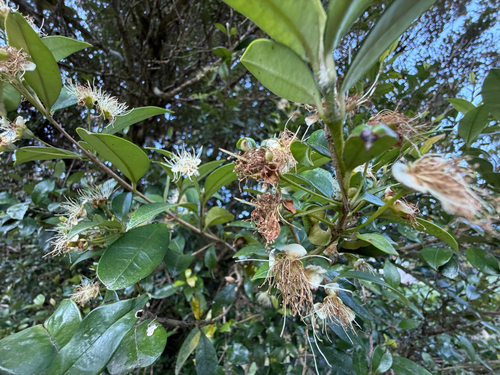 Myrceugenia planipes, photograph 6
